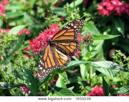 Monarch Butterfly Closeup