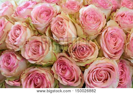 Heap of pink roses as floral background