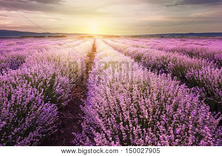 Sunrise Over Lavender Field In Bulgaria