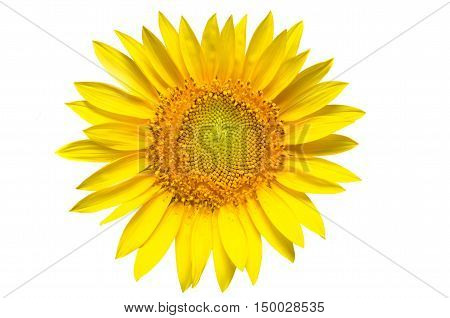 Sunflower isolated on a white background single
