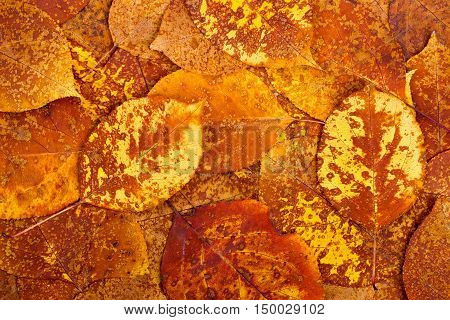 Natural background from autumn orange colourful leaves