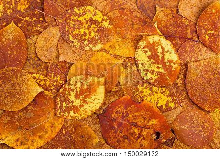 Natural background from autumn orange colourful leaves