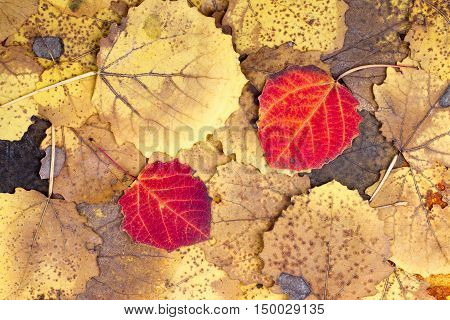 Natural background from autumn colourful aspen leaves