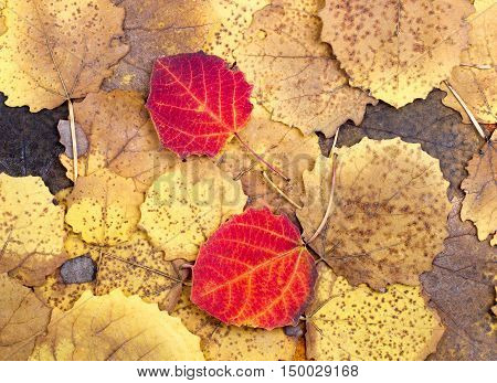Natural background from autumn colourful aspen leaves