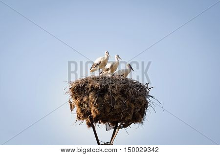 Three Little Storks In A Nest