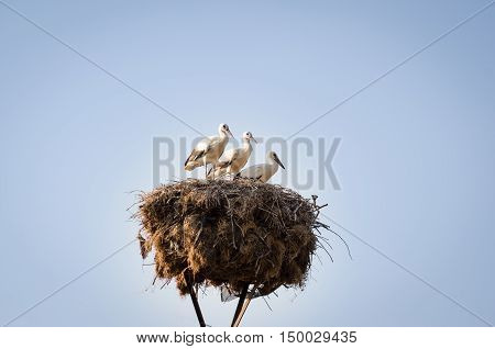 Three Little Storks In A Nest