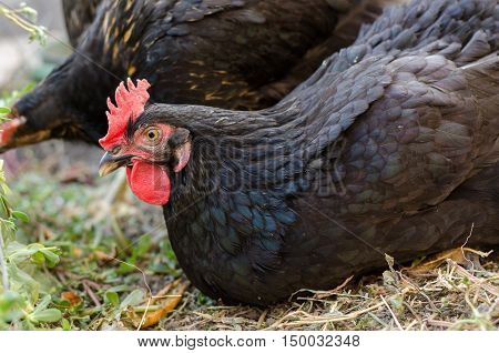 Young black Hen eating a green grass