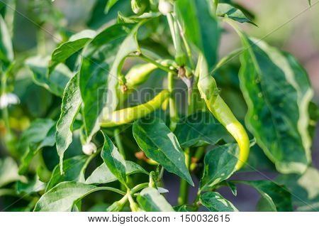 growing chili peppers. Close up a green