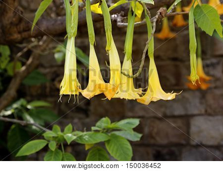 Blossom yellow brugmansia named angels trumpet or Datura flower