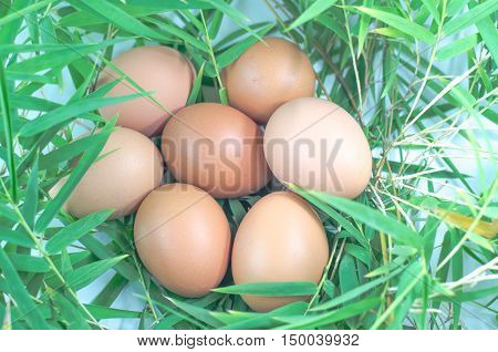 chicken eggs closeup, cook, on bamboo leaves