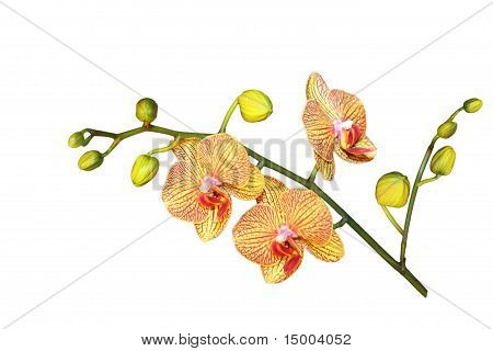 Phalaenopsis Baldan's Orchid