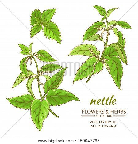 nettle plant vector set on white background