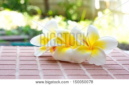 Blooming white Plumeria or Frangipani flowers on the brick floor with blurred green bokeh background.