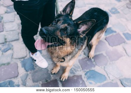 smartest dog stands near the owner and looking up