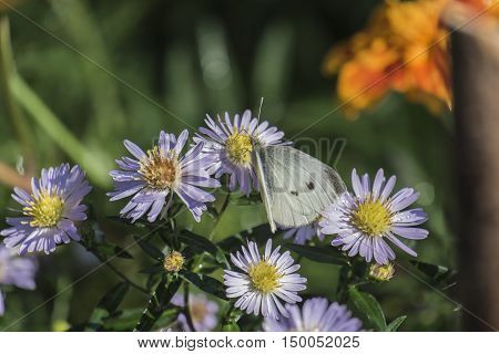 Butterfly pierid cabbage on a flower chrysanthemum