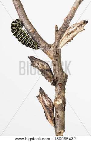 Close up of Swallowtail butterfly larva and pupae on a branch.