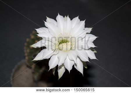 White new born beautiful exotic flower of an Echinopsis subdenudata