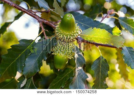 Big green acorns with shaggy cupule on a branch of the Austrian Oak