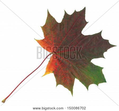 Autumn maple leaf isolated on white and beautiful