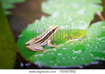 Green frog (green paddy frog) sitting on lotut leaf in a pond