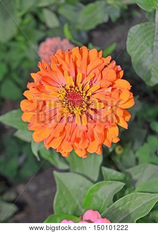 Zinnia Elegans Orange Flowers