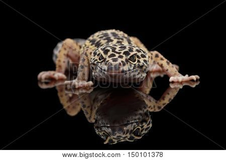 Leopard Gecko Eublepharis macularius Isolated Black Background with reflection, Front view on predator