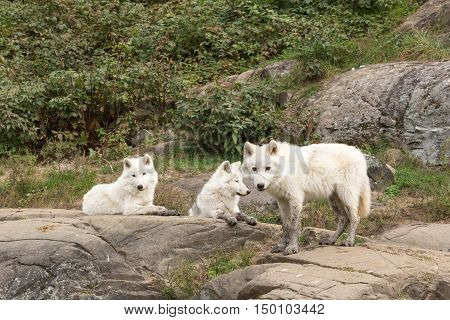 Arctic Wolf pups in a forest scene