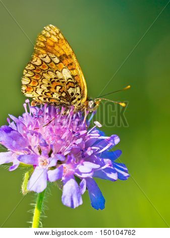 Butterfly Warming Its Wings In The Sun