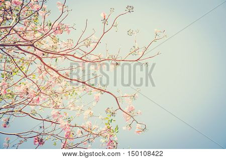 pink Tebebuia (Pink trumpet) tree in park : vintage style
