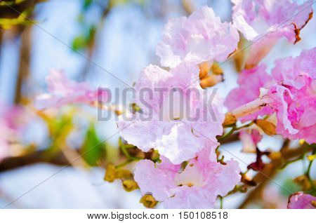 pink Tebebuia (Pink trumpet) tree in park : vintage style