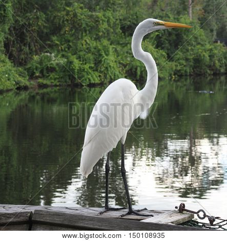 great egre bird perched on a wood railing. The bird is near the water in a jungle