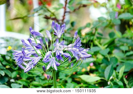 African Lily Inflorescence delicate blue flowers on a background of foliage