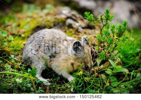 American Pika (ochotona Princeps)