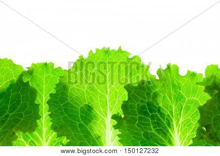 Fresh Lettuce Border /  leaves isolated on white background / close-up