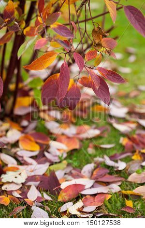 Autumn Details. Macro shot of colourful leaves green grass in park. Lonely beautiful autumn tree.
