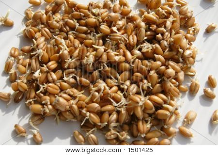 Acrospires Of Wheat
