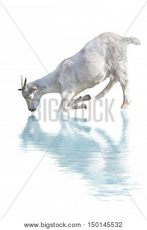 goat drink water isolated on a white background