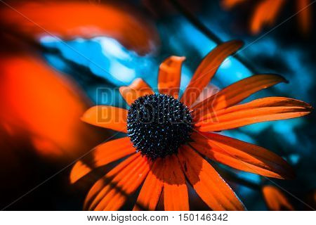 Orange flower closeup with a light blue background