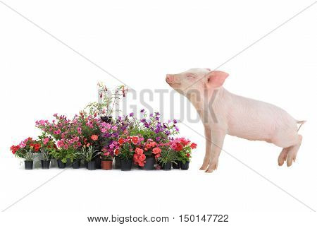 Pig Andl Flover