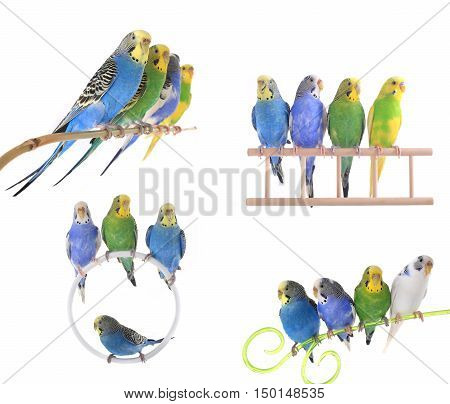budgerigars australian parakeets isolated on white background