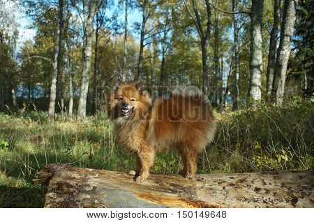 The Dog-man's Best Friend, The German Spitz Is Beautiful