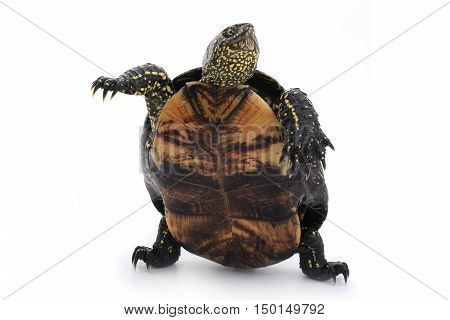 the a turtle standing on hinder legs