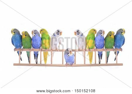 Budgie