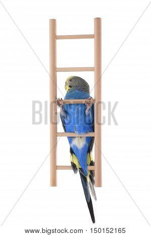 Budgie