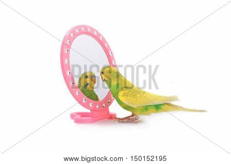 Budgie