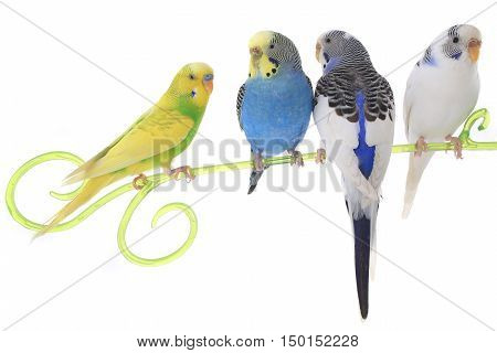 Budgie