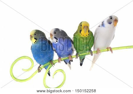 Budgie