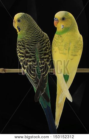 Budgie