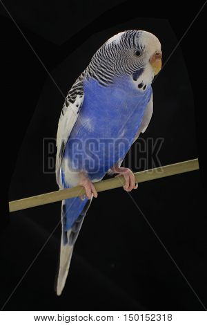 Budgie