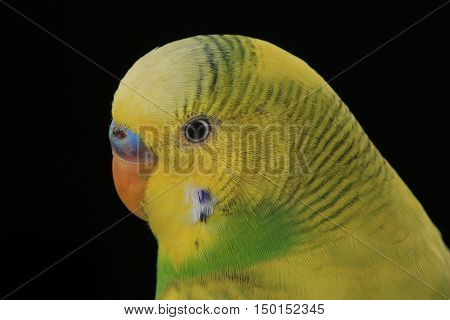 Budgie